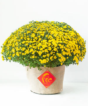 Cúc mâm xôi vải bố (01 chậu)