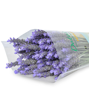 Lavender tươi (100 cành)