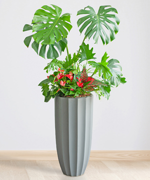 Tropical Vitality