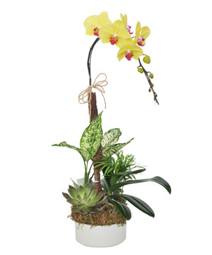 Hồ điệp cát tường