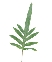 Dương xỉ bạc B (10 cành)