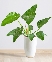 Trầu bà Giganteum