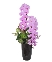 Premium orchid 02