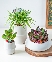 Combo chậu cây decor
