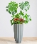 Tropical Vitality