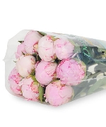 Hoa mẫu đơn Sarah TQ (10 cành)