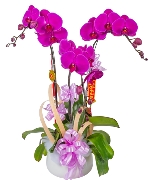 Chậu lan tím 3 cành 01