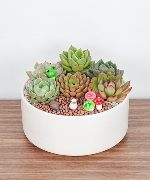 Little Succulents