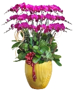 Trường An Phát Hỷ