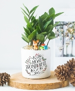 Kim tiền giáng sinh