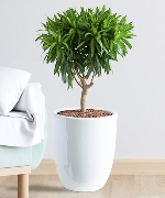 Trúc bách hợp văn phòng