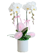 Lan hồ điệp mẫu 14