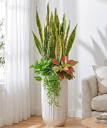 Lưỡi hổ mix