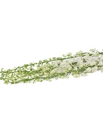 Delphinium trắng (6-8 cành)