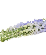 Delphinium xanh (6-8 cành)