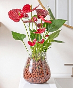 Hồng môn thủy sinh C032