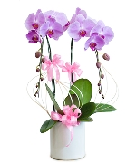 Lan hồ điệp mẫu 12