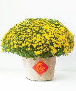 Cúc mâm xôi vải bố (01 chậu)