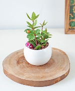 Cây bình an mẫu 01