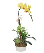 Hồ điệp cát tường